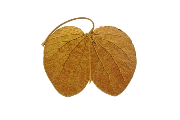 Hojas Oro Bauhinia Aureifolia Distribución Nativa Tailandia Hoja Color Oro — Foto de Stock