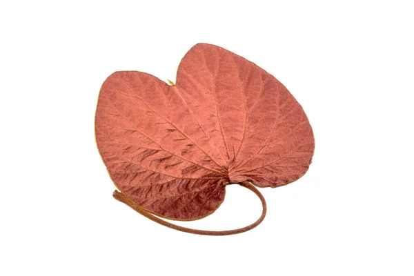 Golden Leaves Bauhinia Aureifolia Distribuição Nativa Tailândia Folha Cor Ouro — Fotografia de Stock