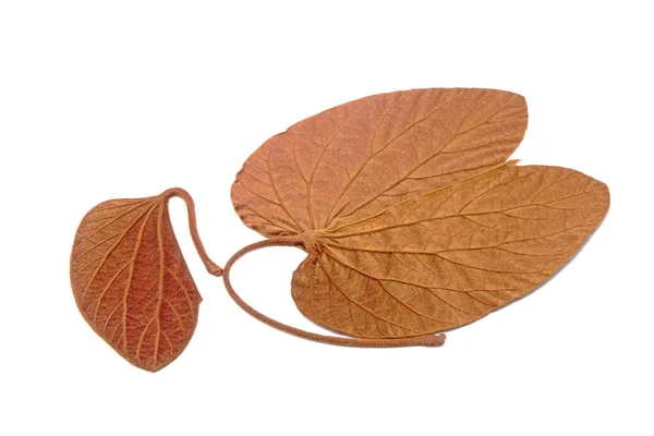 Golden Leaves Bauhinia Aureifolia Distribuição Nativa Tailândia Folha Cor Ouro — Fotografia de Stock