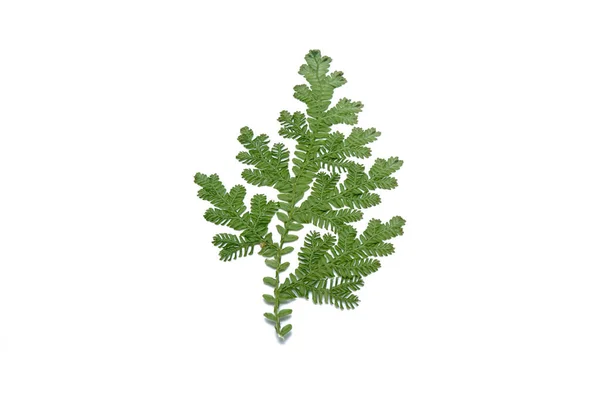 Peacock Fern Leaves Isolated White Background — Stock Photo, Image