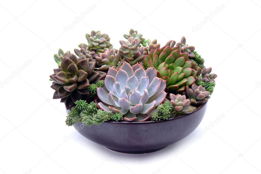 Beautiful succulents in ceramic bowl isolated on white background