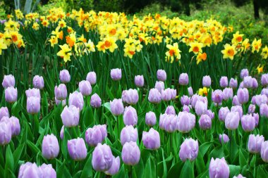 Bahar mevsiminde renkli lale tarlaları