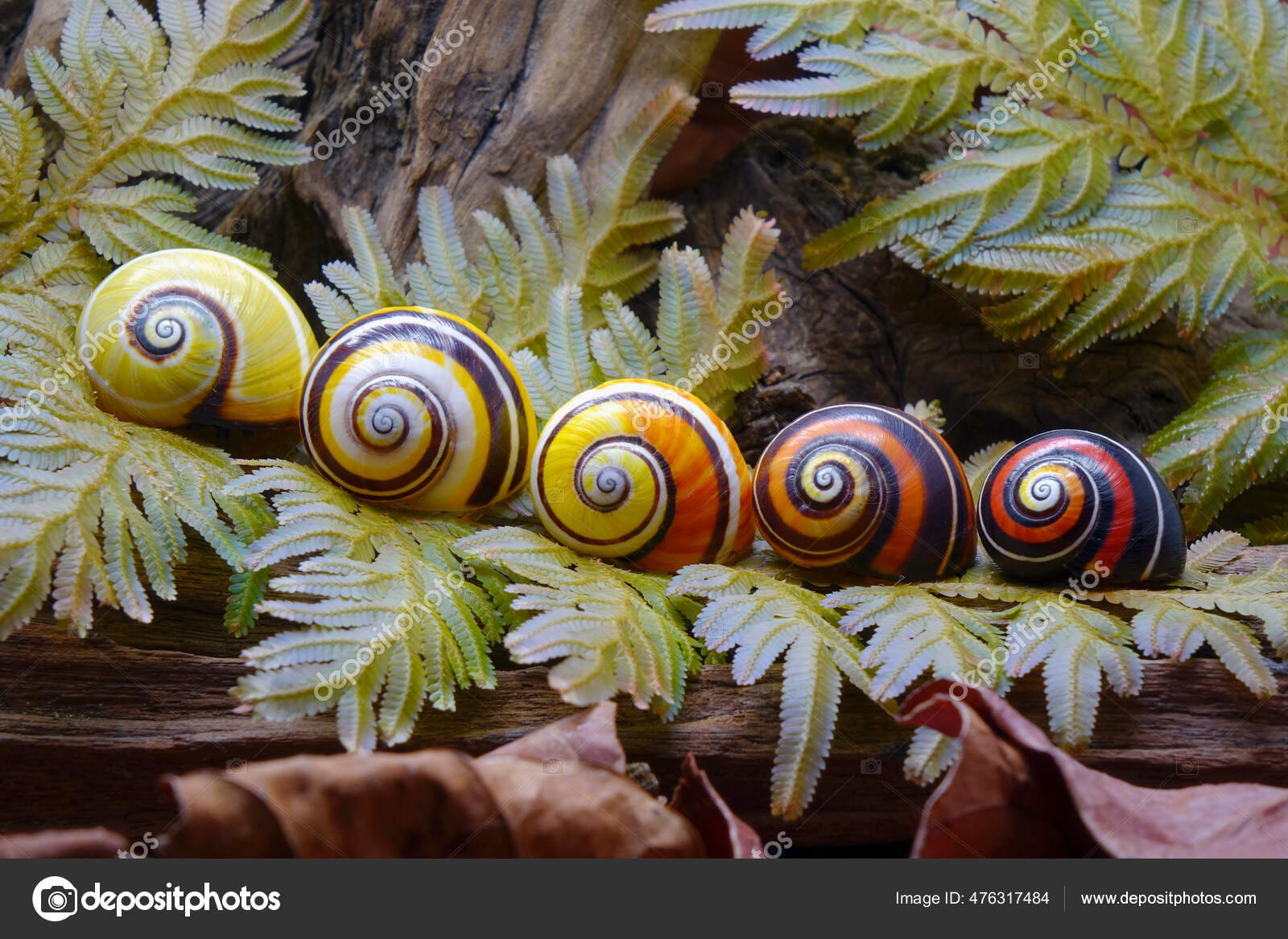 Cuban Land Snail Polymita Picta Painted Snail World Most Colorful Stock