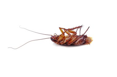 Ölü hamamböceği beyaz arkaplanda izole edildi