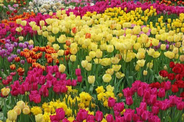 Bahar mevsiminde renkli lale tarlaları