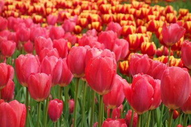 Bahar mevsiminde renkli lale tarlaları