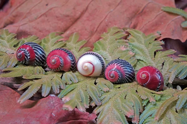 Caracol Colorido Neritina Vittina Communis Belas Conchas Fundo Natureza — Fotografia de Stock