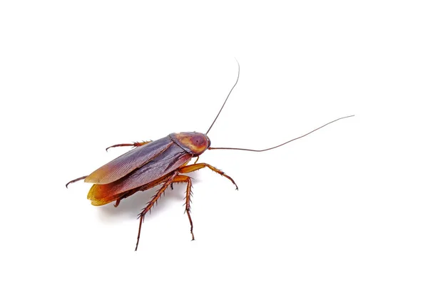 Cockroach Isolated White Background — Stock Photo, Image