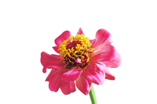 白い背景に孤立したピンクジニアの花 — ストック写真