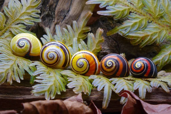 Cuban Land Snail Polymita Picta Painted Snail World Most Colorful — Stock Photo, Image