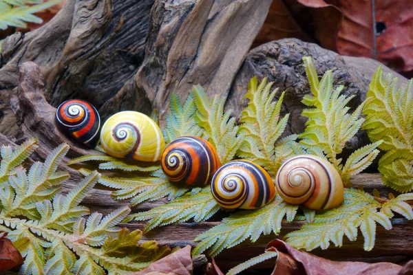 Cuban land snail (Polymita picta) or Painted snail, World\'s most colorful land snail from Cuba. Endangered and protected species. Selective focus