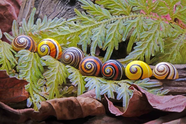 Cuban land snail (Polymita picta) or Painted snail, World\'s most colorful land snail from Cuba. Endangered and protected species. Selective focus