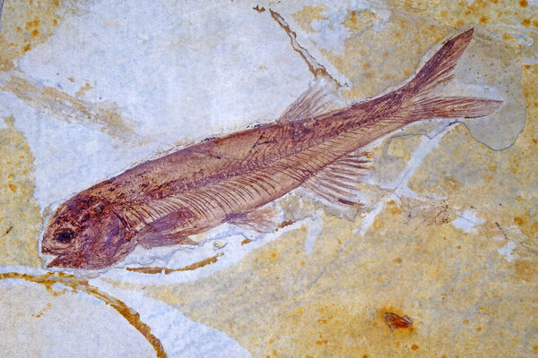 Fish fossil (Lycoptera davidi) Cretaceous periods from Liaoning Province, China.