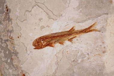 Liaoxi, Liaoning eyaletinden Fish Fossil (Lycoptera davidi), Jurassic 'in sonlarından Kretase dönemlerine kadar yaşadı. Kapat, kopyalama alanı ile seçici odak