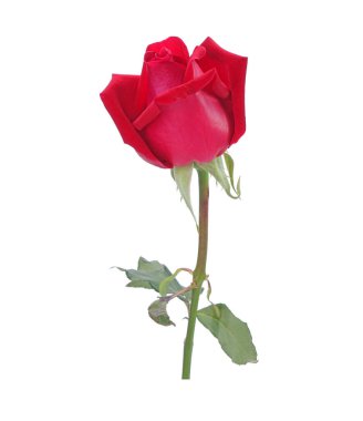 kırmızı gül beyaz arkaplanda izole
