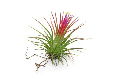 Tillandsia iyonantası beyaz arka planda izole edildi. Tillandsia gökyüzü bitkisidir, dikkatsiz ve bakımsız bitkilerdir. Toprak gerektirmeyen, sadece bol su, güneş ışığı ve iyi hava akımı gerektiren süs bitkileridir.