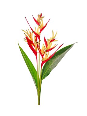 Papağan gagası (Heliconia psittacorum) papağan çiçeği, papağan çiçeği, papağan çiçeği veya sahte cennet kuşu olarak da bilinir. Genellikle tropik bir süs bitkisi olarak yetiştirilir. İzole edilmiş