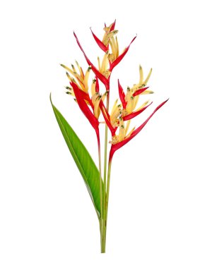 Papağan gagası (Heliconia psittacorum) papağan çiçeği, papağan çiçeği, papağan çiçeği veya sahte cennet kuşu olarak da bilinir. Genellikle tropik bir süs bitkisi olarak yetiştirilir. İzole edilmiş