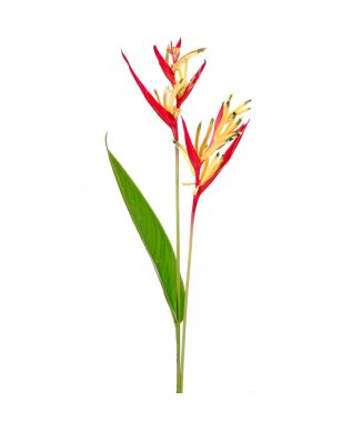 Papağan gagası (Heliconia psittacorum) papağan çiçeği, papağan çiçeği, papağan çiçeği veya sahte cennet kuşu olarak da bilinir. Genellikle tropik bir süs bitkisi olarak yetiştirilir. İzole edilmiş