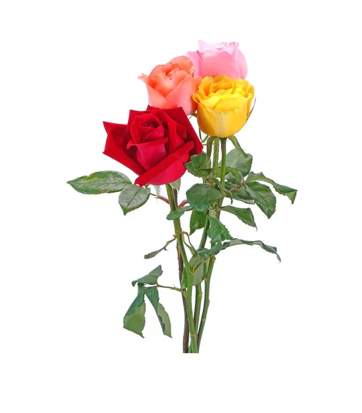 Kolorowe Róże Izolowane Białym Tle — Zdjęcie stockowe
