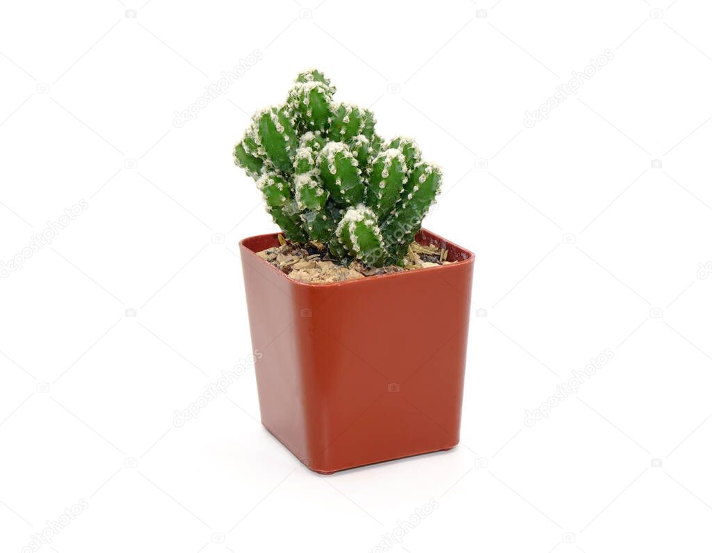 Cactus in pot isolated on white background. Potted ornamental plants for absorb electromagnetic radiation from computer in office. Ornamental potted plants for interiors, easy care plants