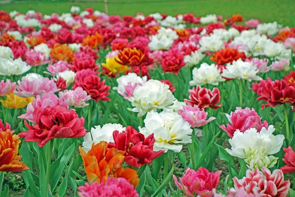 Kolorowe Pole Tulipanów Sezonie Wiosennym — Zdjęcie stockowe