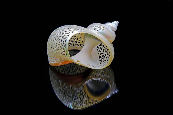 Beautiful Seashells Turbo Imperialis Isolated Black Background Turbo Imperialis Species — Stock Photo, Image