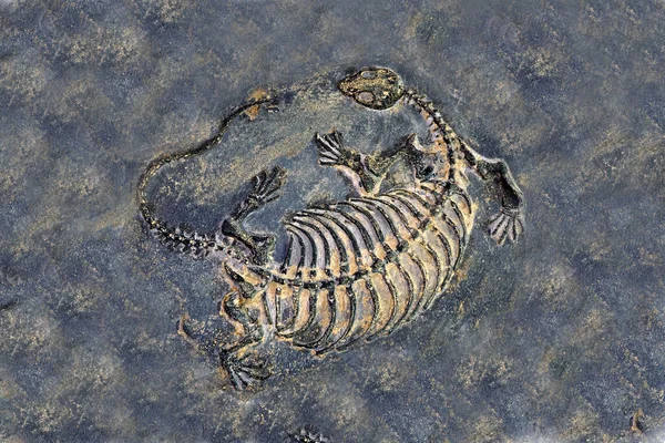 Fossil : Dinosaur fossil (Keichousaurus hui fossil)