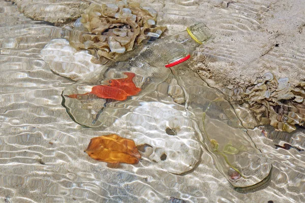 Contaminación Contaminación Del Mar Botellas Vidrio Mar Con Anémona Marina —  Fotos de Stock