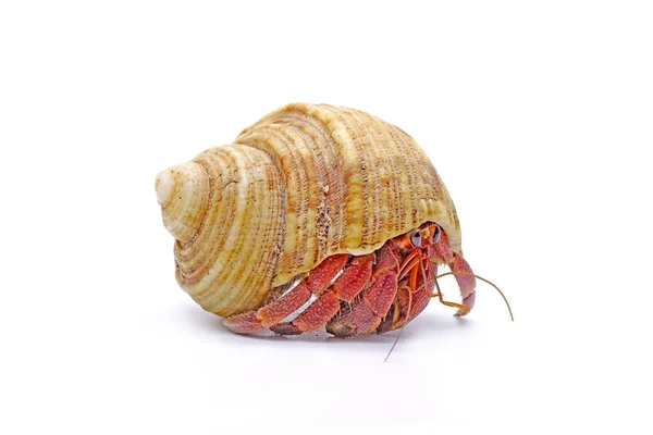 Hermit Crabs Isolated White Background Hermit Crabs Decapod Crustaceans Superfamily — Stock Photo, Image