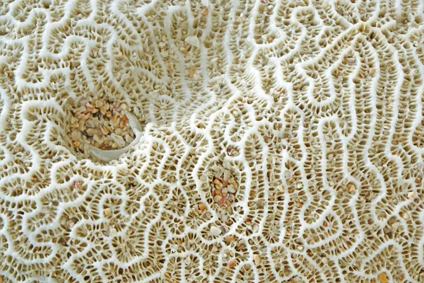 天然サンゴの質感の背景 選択的フォーカス ソフトフォーカス — ストック写真