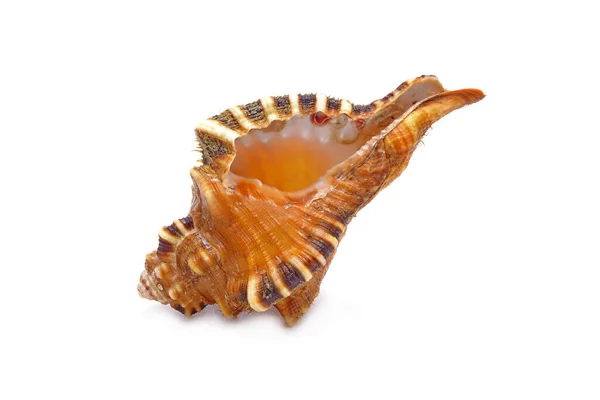 Beautiful Seashell Isolated White Background — Stock Photo, Image