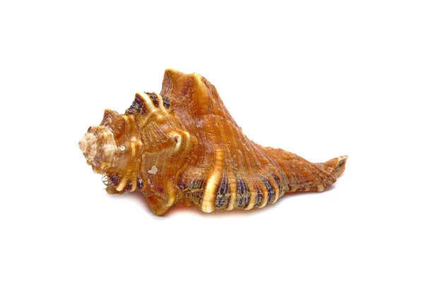 Mooie Seashell Geïsoleerd Witte Achtergrond — Stockfoto