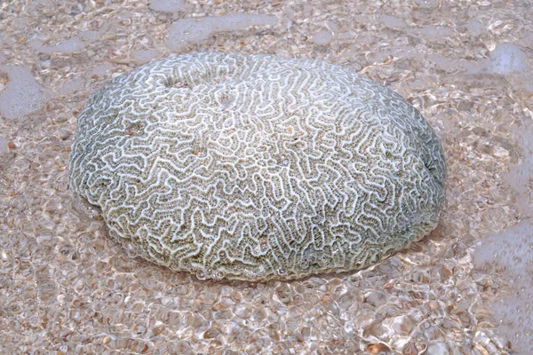 Coral Morto Mar — Fotografia de Stock