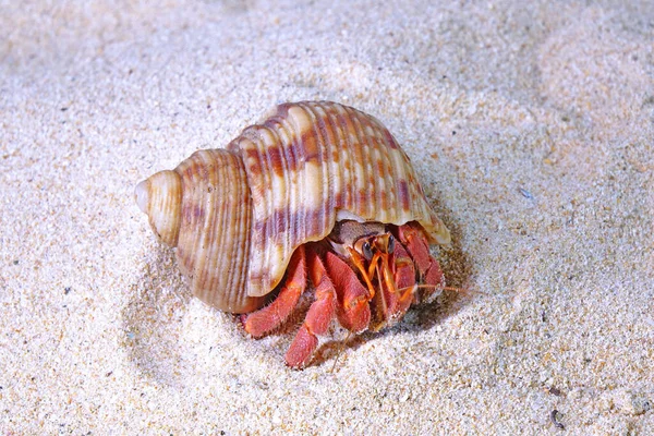 Krab Poustevník Mořské Pláži Selektivní Zaměření Kopírovacím Prostorem Krab Poustevník — Stock fotografie