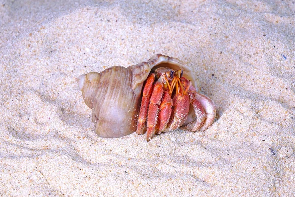 Caranguejos Eremita Praia Mar Foco Seletivo Com Espaço Cópia Caranguejos — Fotografia de Stock