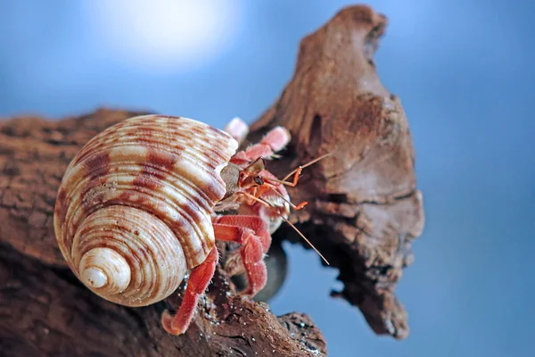 隐藏螃蟹在自然界的背景中漂流的木头上 有选择的重点 隐士蟹是超家族帕格洛思想的十足类动物 — 图库照片