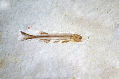 Fosil: Liaoxi Çin 'den gelen Lycoptera Fosili, bugün Çin' de Jurasik 'ten Kretase Dönemi' ne kadar yaşadı.
