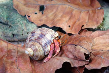 Doğadaki keşiş yengeci, bulanık arkaplan ile seçici odak