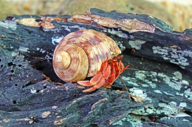 Doğadaki keşiş yengeci, bulanık arkaplan ile seçici odak