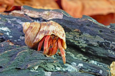 Doğadaki keşiş yengeci, bulanık arkaplan ile seçici odak