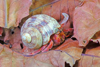 Doğadaki keşiş yengeci, bulanık arkaplan ile seçici odak