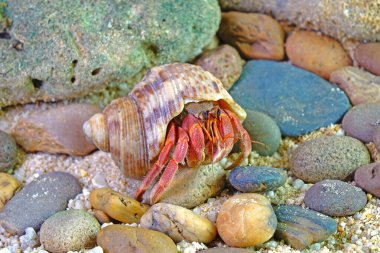Doğadaki keşiş yengeci, bulanık arkaplan ile seçici odak