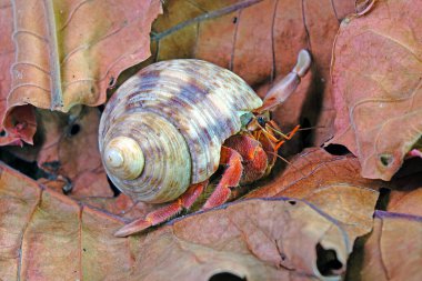 Doğadaki keşiş yengeci, bulanık arkaplan ile seçici odak