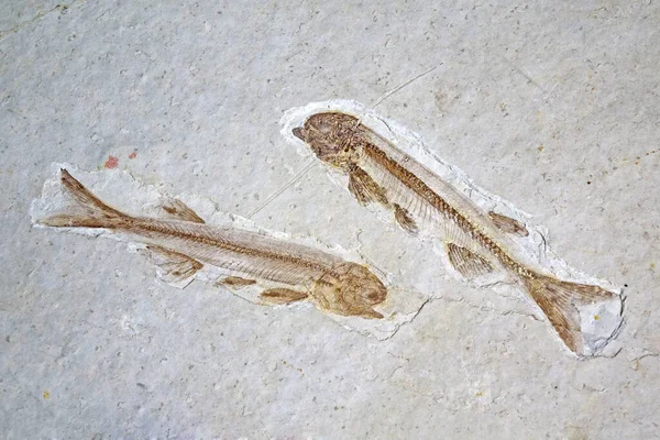 Fossile Lycoptera Fisk Fossil Fra Liaoxi Kina Dens Levede Fra - Stock-foto