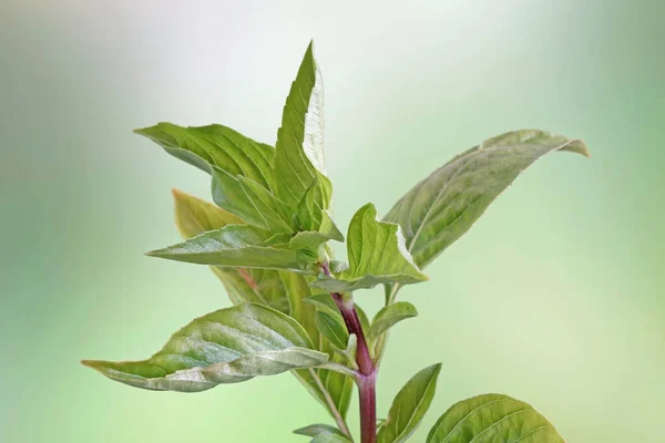 Thai basil, the secret ingredients of Thai cuisine. Selective fous, natural blurred background