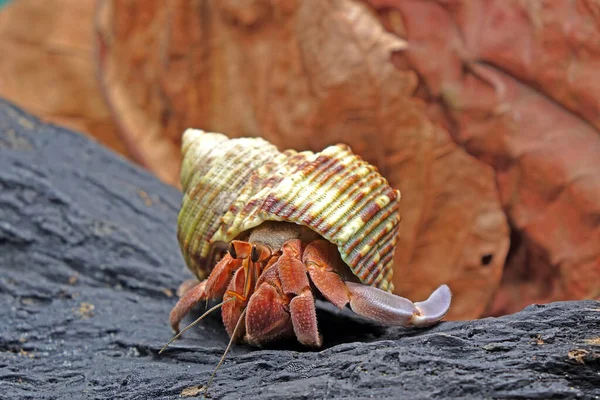 Heremietkreeft Natuur Selectieve Focus Met Wazige Achtergrond — Stockfoto