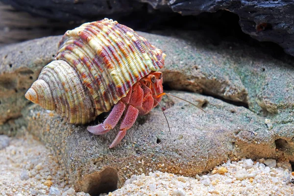 Krab Poustevník Přírodě Selektivní Zaměření Rozmazaným Pozadím — Stock fotografie