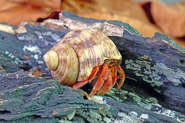 Hermit crab in nature, Selective focus  with blurred background
