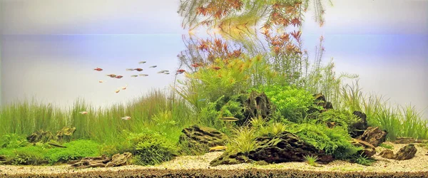 Aquarium. Beautiful aquatic plants tank, selective focus.